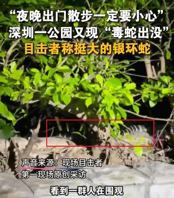 怎么注册皇冠信用盘_深圳市区现剧毒银环蛇！目击者：这么大、这么毒怎么注册皇冠信用盘，一定要小心！