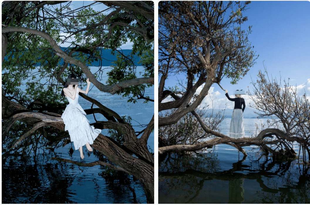 体育皇冠信用网_大理洱海摄影师反映网红“歪脖子树”多处被锯 洱海管理局工作人员：情况正在核查