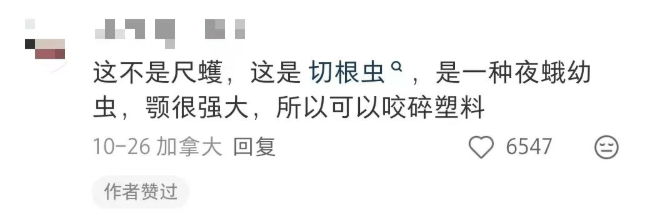 皇冠会员如何申请_汽车被虫子啃得都是窟窿皇冠会员如何申请，“一边咬一边往里钻”！很多人中招