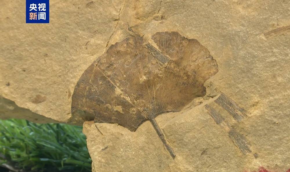 皇冠信用盘登123出租_距今约2.8亿年皇冠信用盘登123出租！山西阳泉矿区发现远古银杏化石