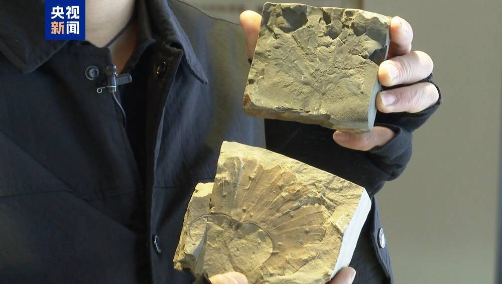 皇冠信用盘登123出租_距今约2.8亿年皇冠信用盘登123出租！山西阳泉矿区发现远古银杏化石