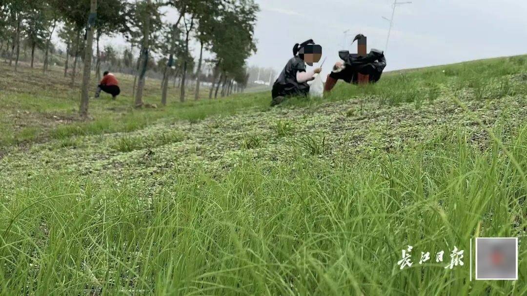 皇冠信用盘账号开通_下雨也要挖皇冠信用盘账号开通，有人跑遍武汉三镇！专家：不建议吃
