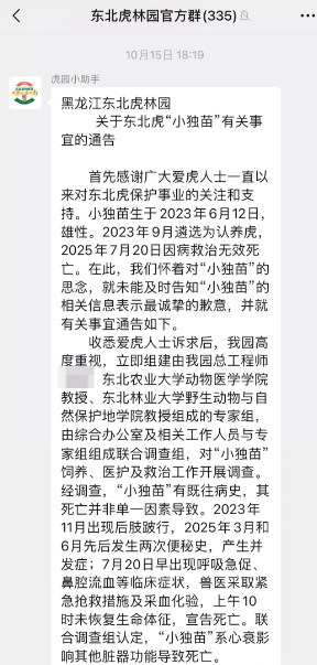皇冠信用盘开户_女子花2000余元认养东北虎2年却被隐瞒死讯 当事人称园方未主动反馈情况皇冠信用盘开户，认为死因存疑
