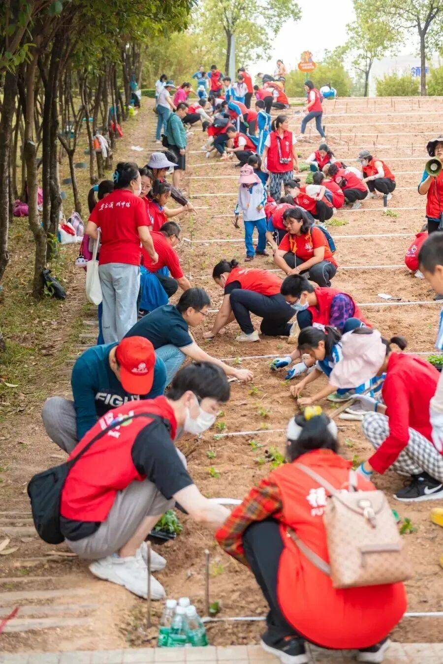 皇冠信用盘会员账号_深圳市中心竟有一大片“红薯地”皇冠信用盘会员账号！官方紧急提醒：请勿私挖