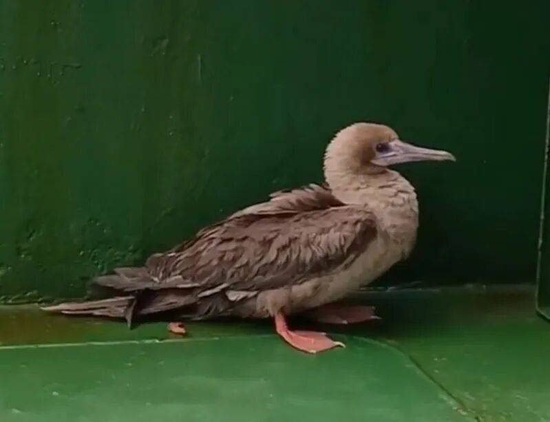 皇冠信用盘会员申请
_时隔114年皇冠信用盘会员申请
,它再次现身中国,罕见物种重现引关注